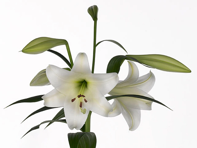 Lilium (LO-hybrids Grp) White Triumph