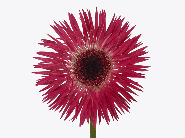Gerbera large flowered spider shaped Cherry