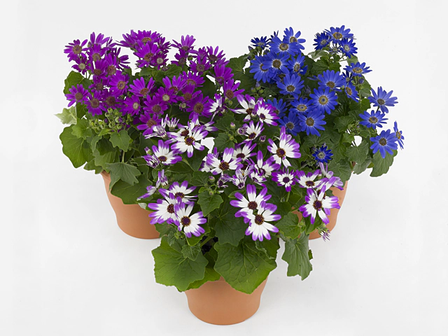 Pericallis (Cruentus Grp) Senetti Baby mixed