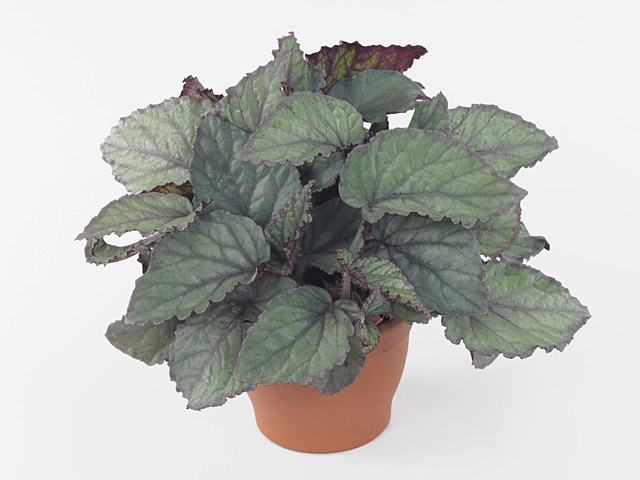 Begonia foliage Magic Colours Bolero