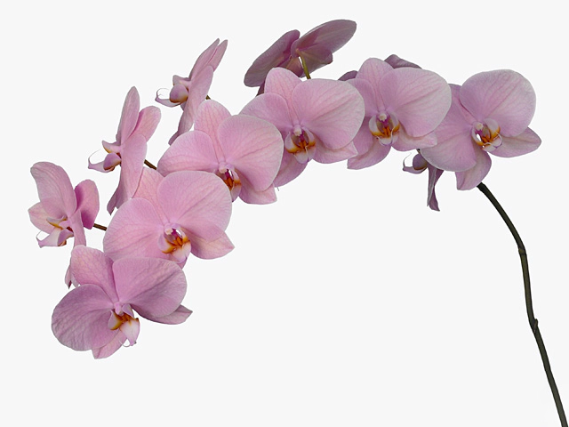 Phalaenopsis per branch Anthura Akita