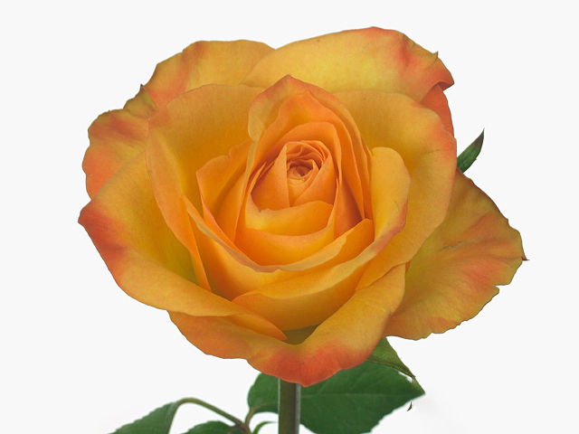 Роза крупноцветковая "Orange Fantasy"