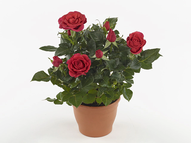 Роза "Amorosa Red"
