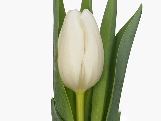 Тюльпан Триумф "Mrs. Medvedeva"