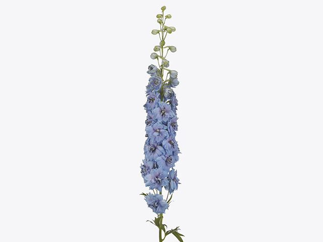 Delphinium double flowered (Elatum Grp) 'Dewi Morning Blue'