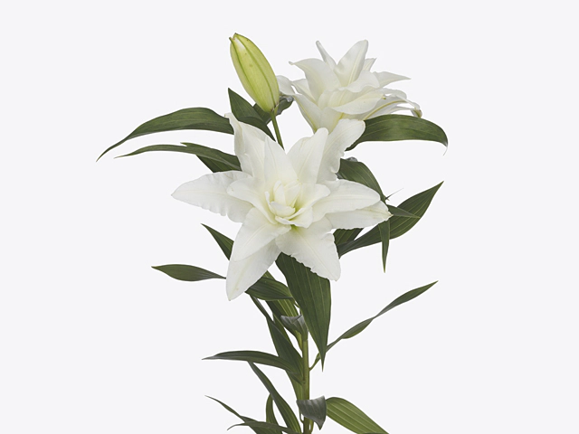 Lilium (Oriental Grp) double Roselily Aretha