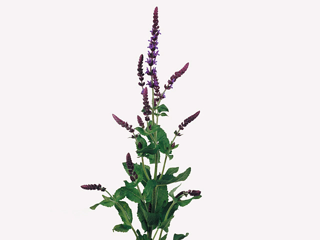 Salvia 'Basco'