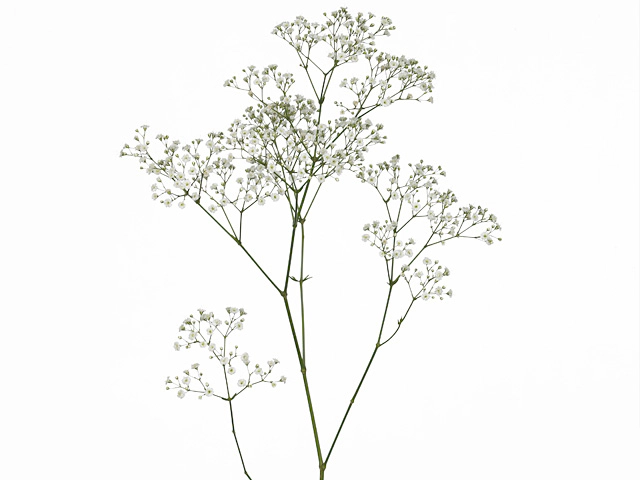 Gypsophila paniculata Zinzi Tyree