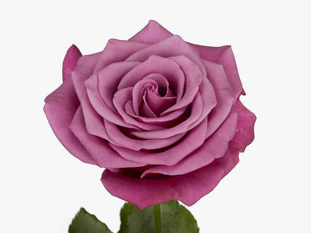 Rosa large flowered Meli