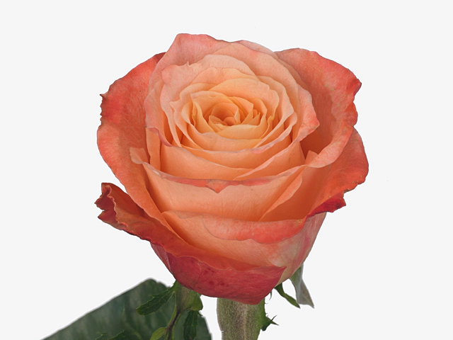Роза крупноцветковая "Seville"
