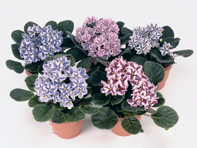 Saintpaulia Inova Chimera mixed