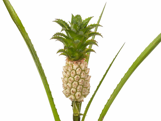 Ananas nanus