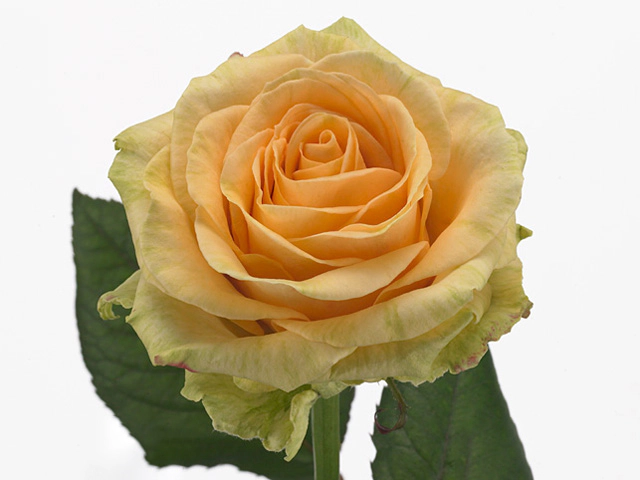 Роза крупноцветковая "Magic Avalanche+"