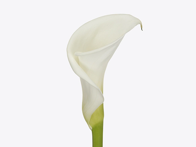 Zantedeschia aethiopica Bianca