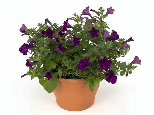 Петуния "Tiny Tunia Violet"