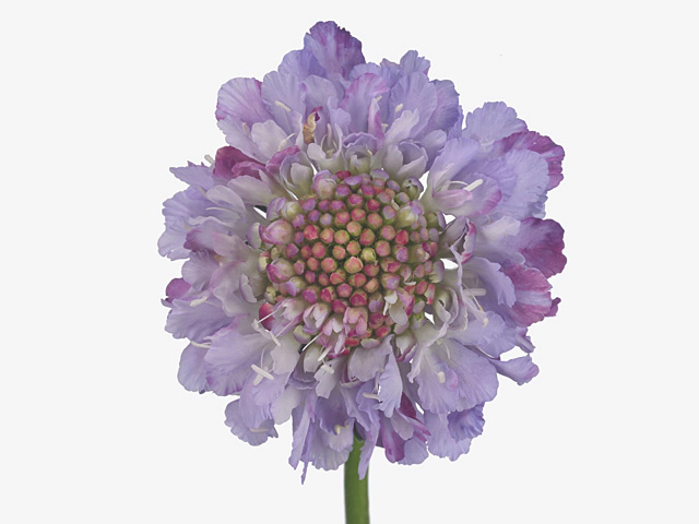 Scabiosa atropurpurea Lavender Scoop