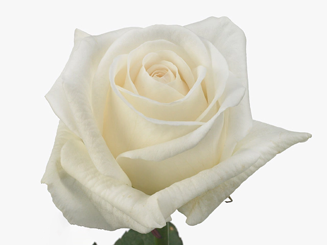 Rosa large flowered White Heaven!