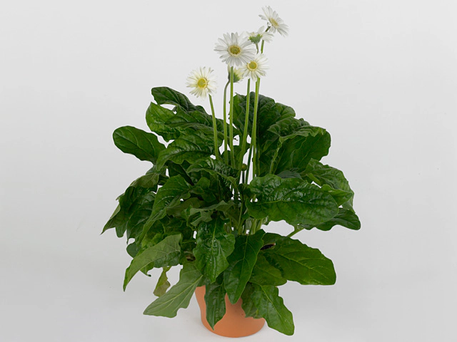 Gerbera Garvinea Sylvana