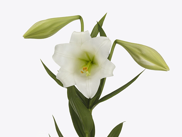 Lilium longiflorum (Longiflorum Grp) 'White Ocean'