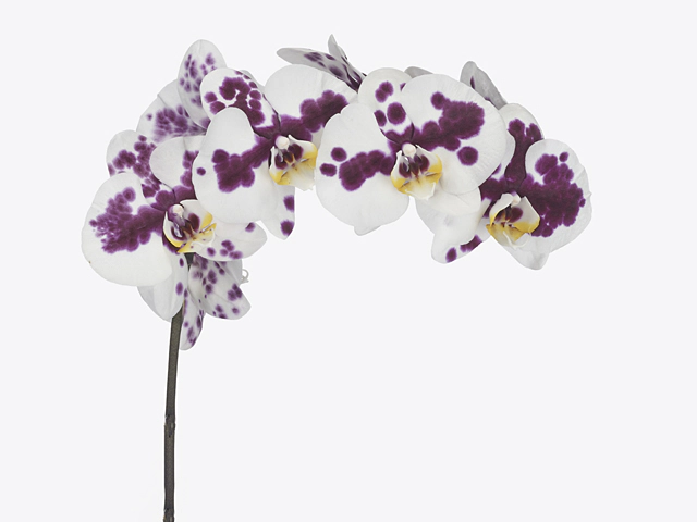 Phalaenopsis per branch Anthura Bilbao