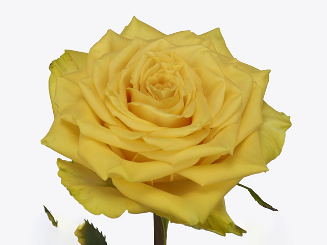 Роза крупноцветковая "Sunchaser"