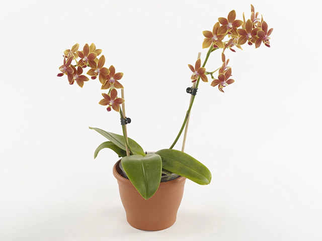 Phalaenopsis Multifloratypes Floriclone Saffron Star