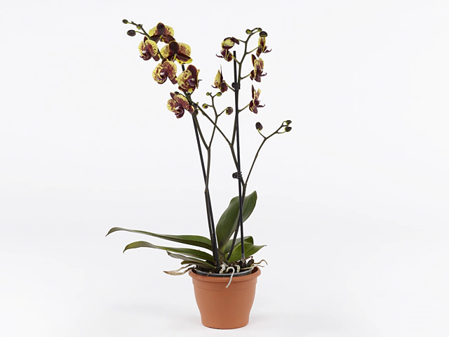 Phalaenopsis GreenbalanZ CircleZ