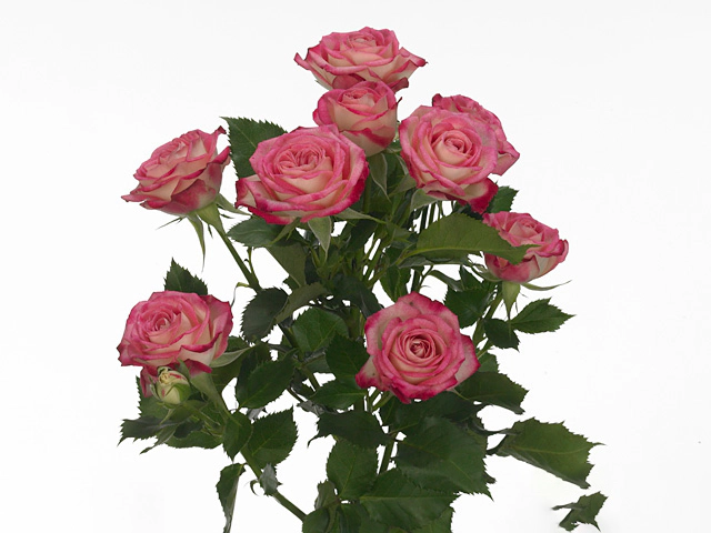 Роза спрей "Safina"