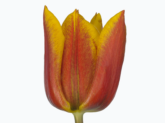 Тюльпан Триумф "Yoko"s Dream"