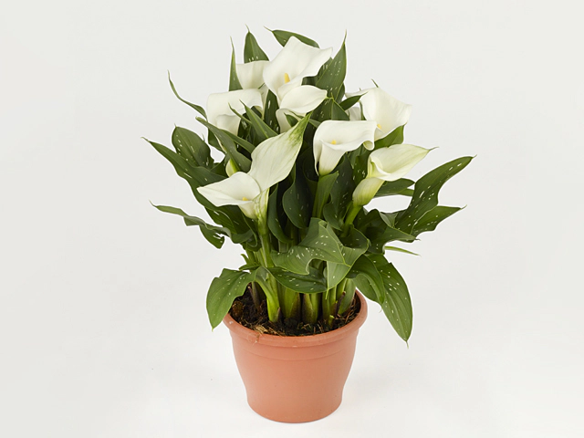 Zantedeschia 'Captain Fresco'