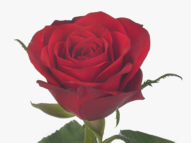 Роза крупноцветковая "Aramis"