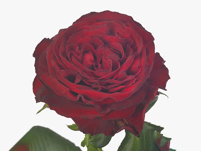 Роза крупноцветковая "Poco Loco"
