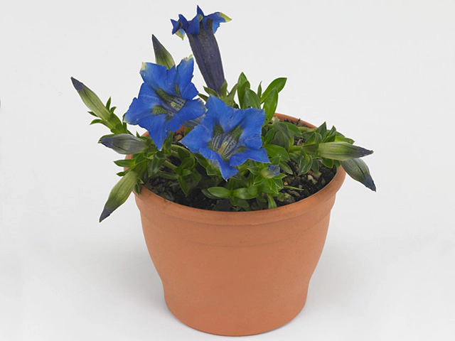 Gentiana acaulis 'Luna'