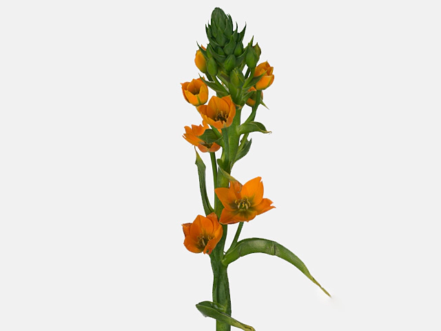 Ornithogalum dubium 'Big Star'