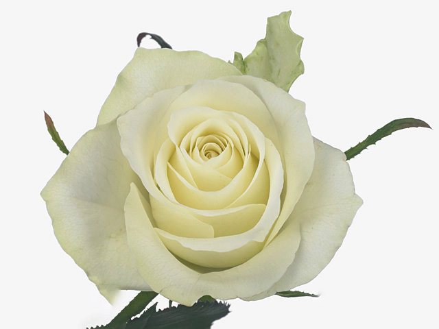 Rosa large flowered Evita