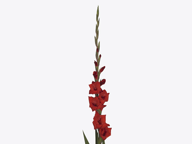 Гладиолус крупноцветковый "Costello"