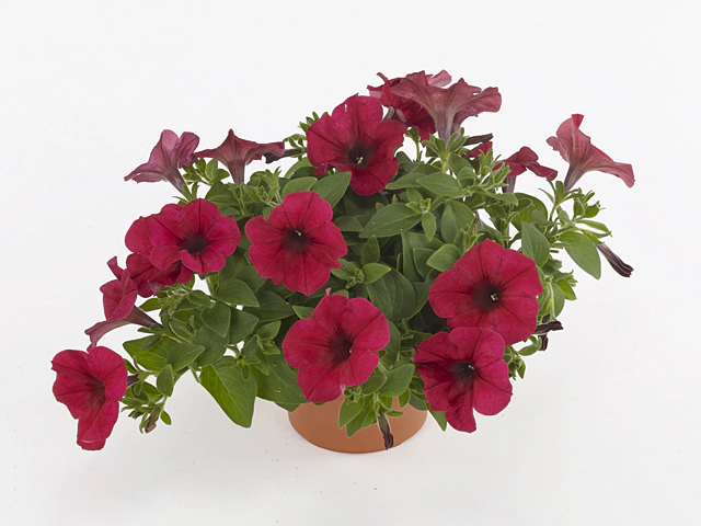 Petunia Easy Wave Berry Velour