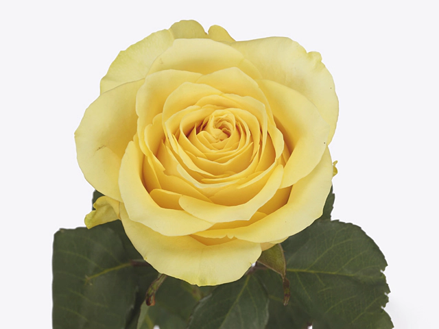 Rosa large flowered Rise & Shine