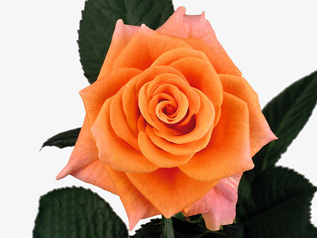 Роза крупноцветковая "Trixx!"