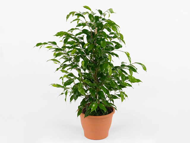 Ficus benjamina 'Fortuna'