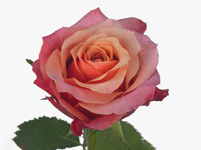 Роза крупноцветковая "Rosario"