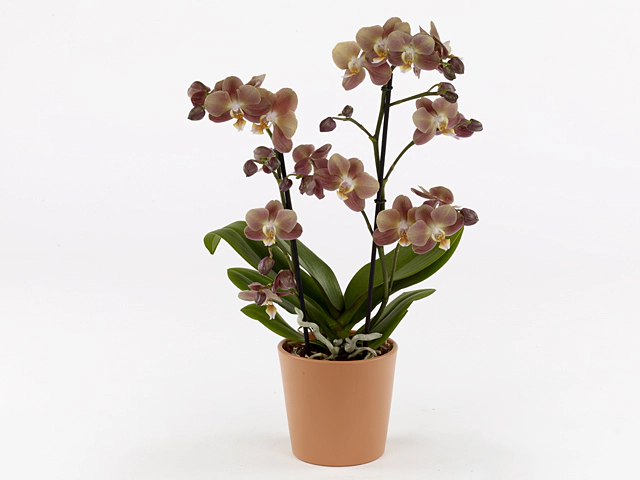 Phalaenopsis Multifloratypes Anthura Monaco