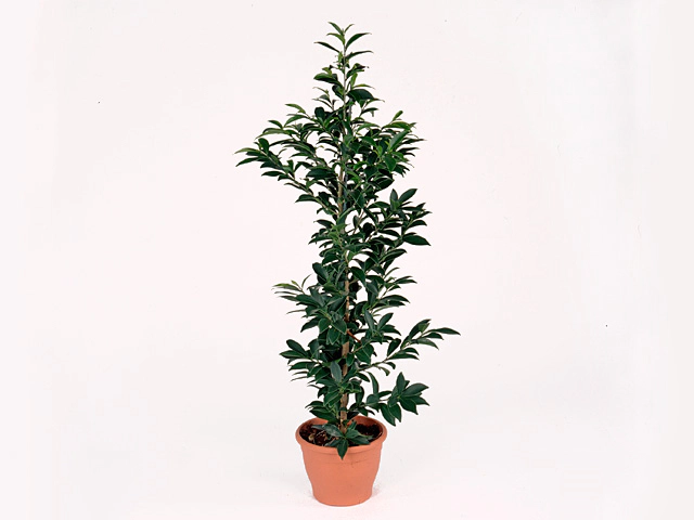 Ficus microcarpa 'Fibrosa'