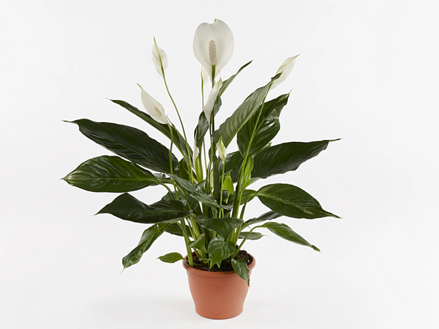 Spathiphyllum Puro Cupido