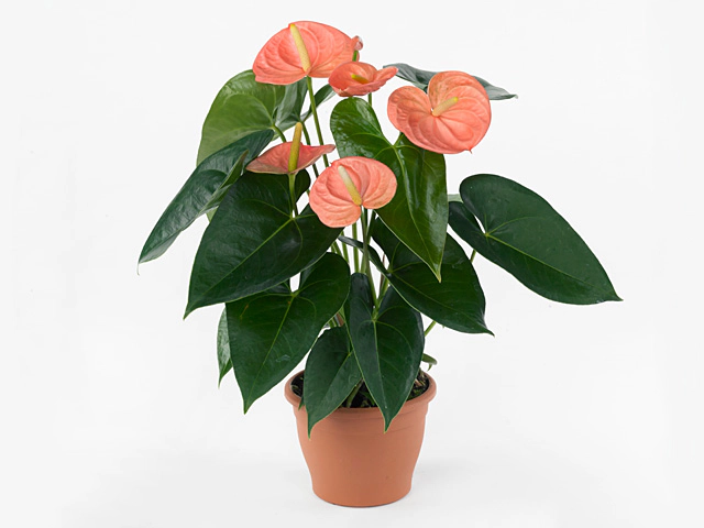 Anthurium (Andreanum Grp) Devote