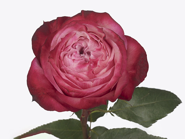 Роза крупноцветковая "Red Jack"