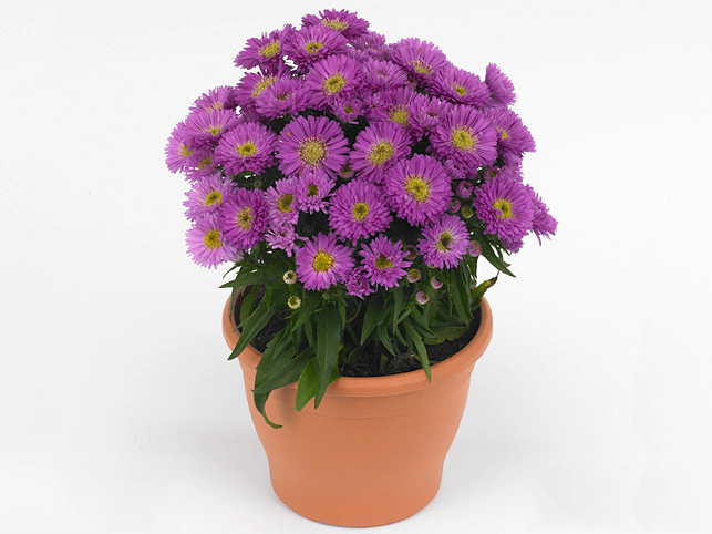 Aster (Dumosus Grp) 'Pink Topas'