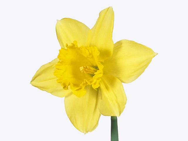 Narcissus (Trumpet Grp) 'Prizewinner'