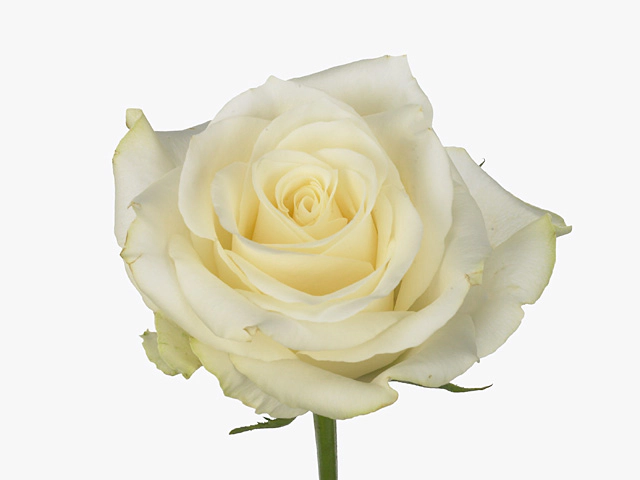 Rosa large flowered Athos