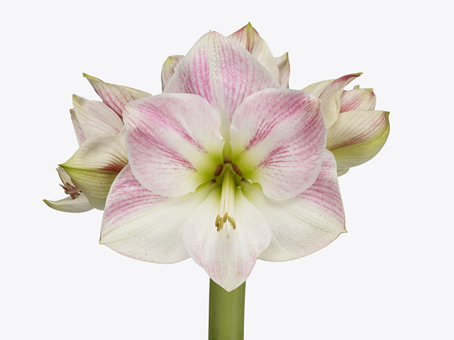 Hippeastrum (Galaxy Grp) 'Cherry Bloss'